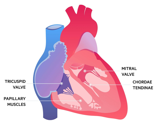 Heart Conditions